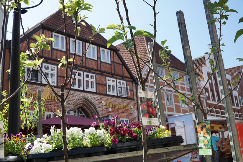 Blumenangebot in der Altstadt vor dem Bürgerhaus  - Lange Straße