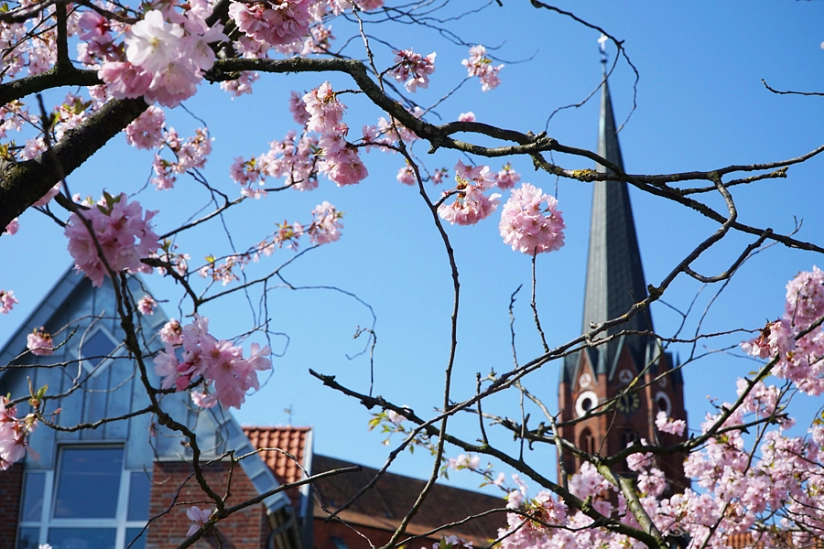 St. Petri-Kirche (Kirchturm) im rosa Blütenmeer