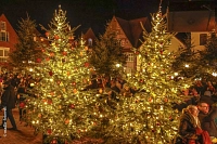 Wintermärchen auf dem Petri-Platz zwei geschmückte Weihnachtsbäume leuchten im dunkeln. Viele Besucherinnen und Besucher sind zu sehen.